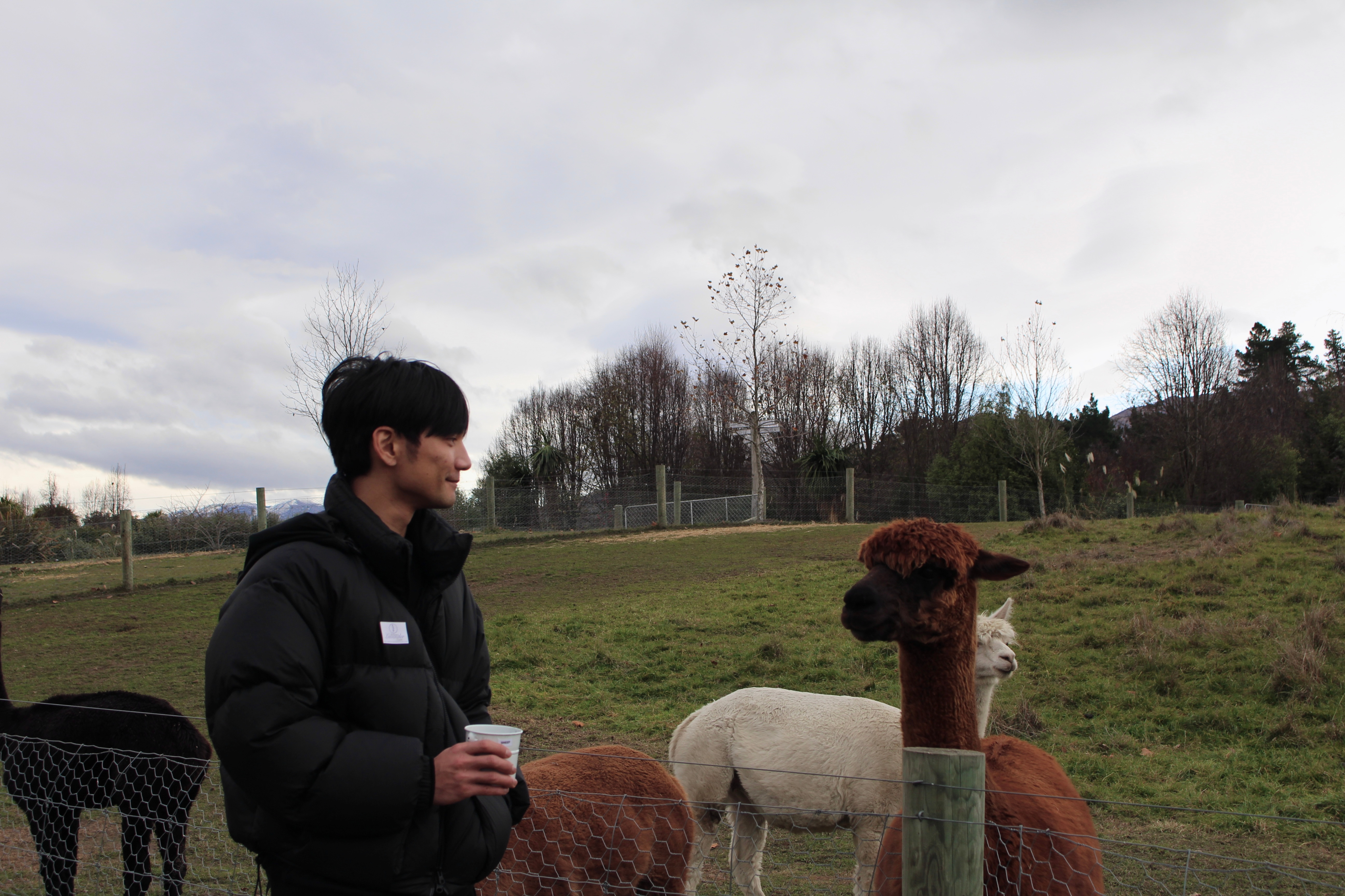Alpaca